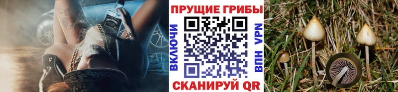 Галлюциногенные грибы Cubensis  omg сайт  Надым 